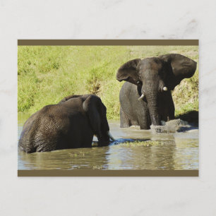 Postkort för elefantbad (afrikansk elefant) vykort