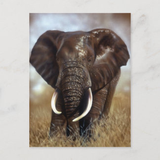 Postkort för Elephant Bull Vykort