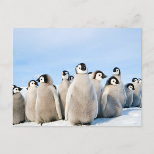 Postkort för Emperor Penguin-Chickar Vykort