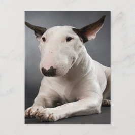 Postkort för engelska Bull Terrier Vykort