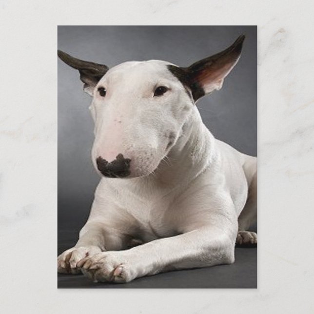 Postkort för engelska Bull Terrier Vykort (Framsida)