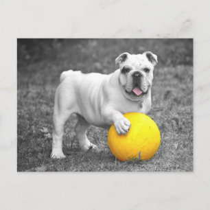 Postkort för engelska Bulldog Puppy Hund Vykort
