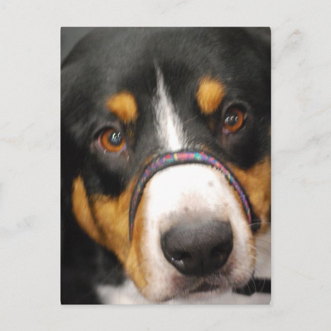 Postkort för Entlebucher Mountain Hund Vykort (Framsida)