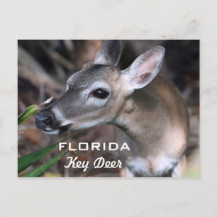 Postkort för Florida Nyckel Hjort, version A Vykort