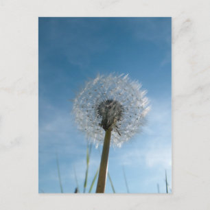 Postkort för fröhuvud för Dandelion Vykort