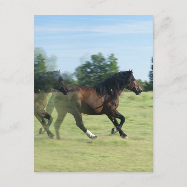 Postkort för Galloping Mustangs Vykort (Framsida)