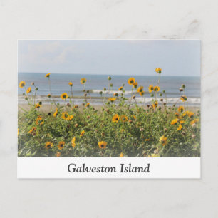 Postkort för Galveston Island Beach Flowers Vykort