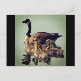 Postkort för gäss och Spädbarn Vykort