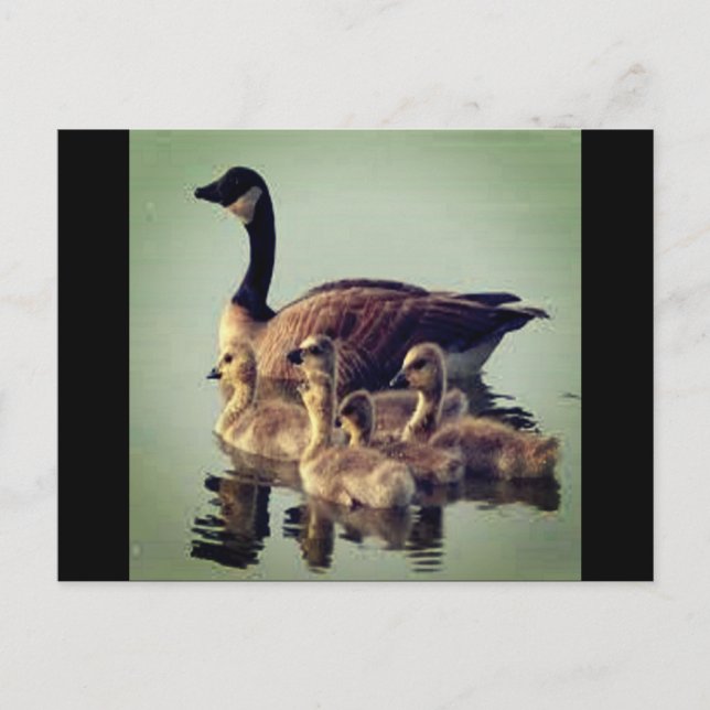Postkort för gäss och Spädbarn Vykort (Framsida)