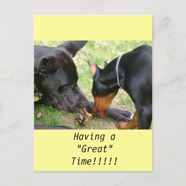 Postkort för great dane och Doberman Vykort (Framsida)