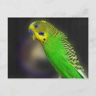 Postkort för grönt Parakeet Vykort