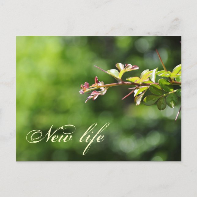 Postkort för grönt vykort (Framsida)