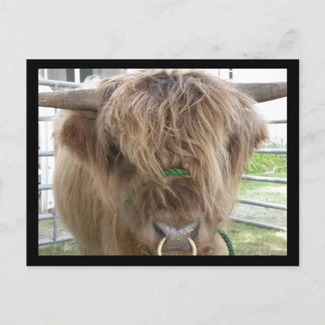 Postkort för Highland Cattle Bull Vykort (Framsida)