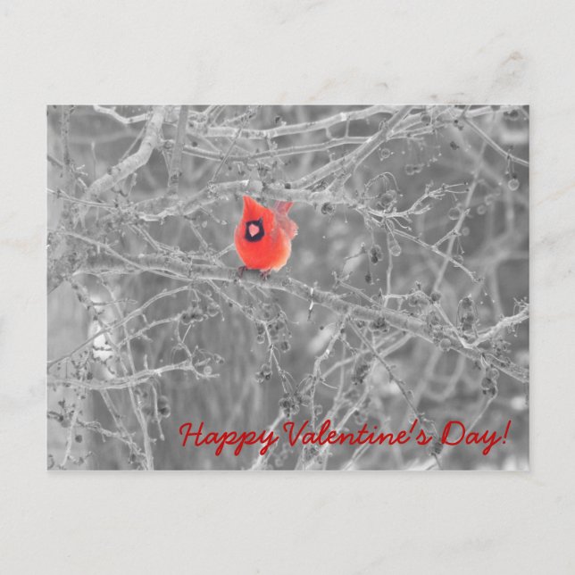 Postkort för hjärtans dag-kardinaler helg vykort (Framsida)