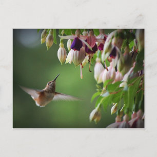 Postkort för hummingbird och Fushia Flower Plant Vykort
