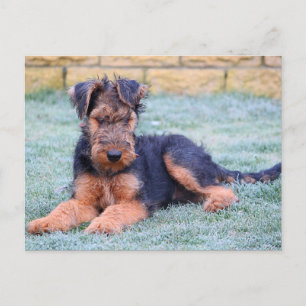 Postkort för Hund av Grönt för airedale Terrier Pu Vykort