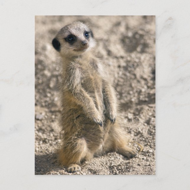 Postkort för inmatningsutbildning vykort (Framsida)