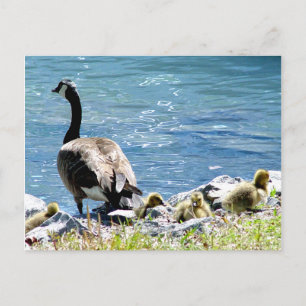 Postkort för kanadensisk gäss (Mamma och Babes) Vykort