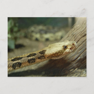 Postkort för kanebroms-rattelnake vykort