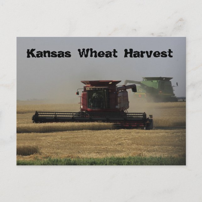 Postkort för Kansas Wheat Harvest Vykort (Framsida)