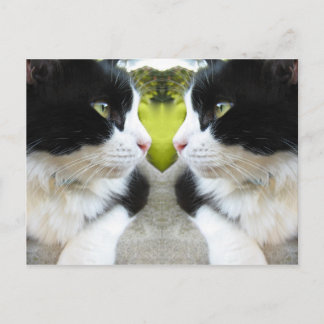 Postkort för katt vykort