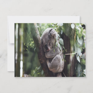 Postkort för Koala Baby Vykort