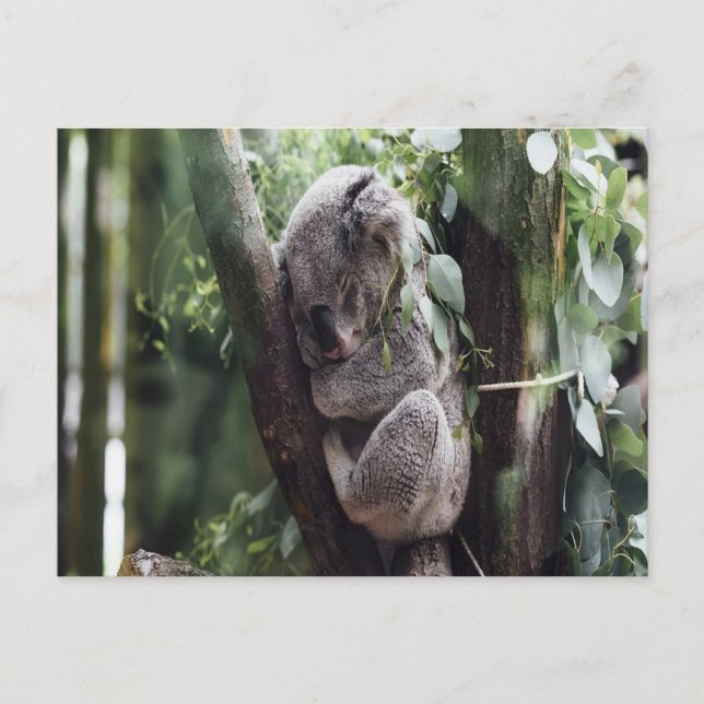 Postkort för Koala Baby Vykort (Framsida)