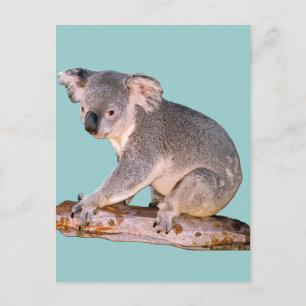 Postkort för Koala Bild Vykort