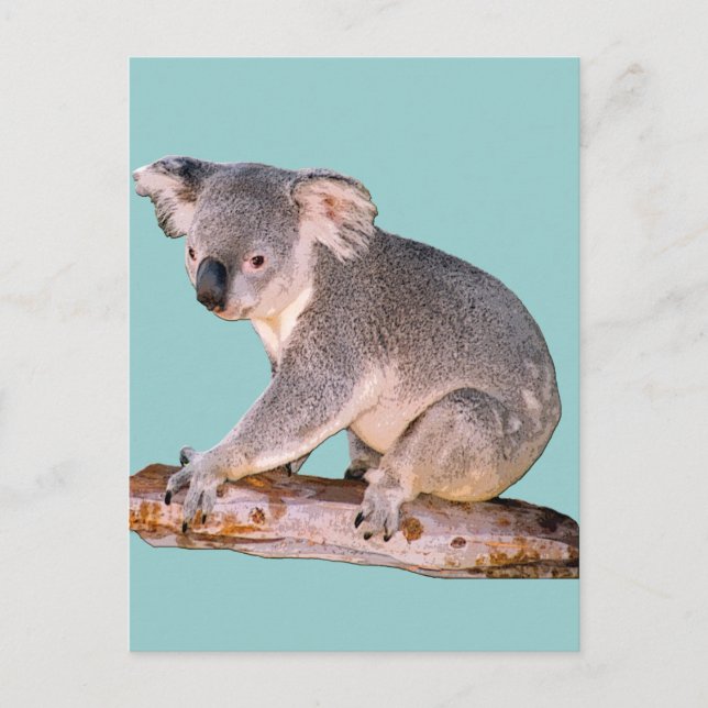 Postkort för Koala Bild Vykort (Framsida)