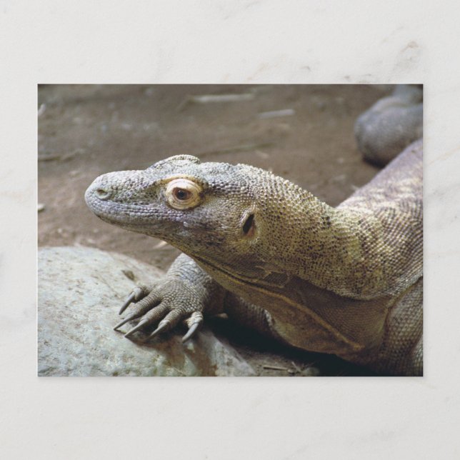 Postkort för Komodo-profil Vykort (Framsida)