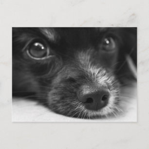 Postkort för kute Puppy Ansikte Vykort