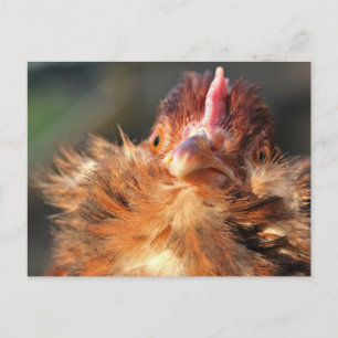 Postkort för kvällstid i Sol Derperella Vykort