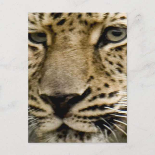 Postkort för leopard vykort (Framsida)