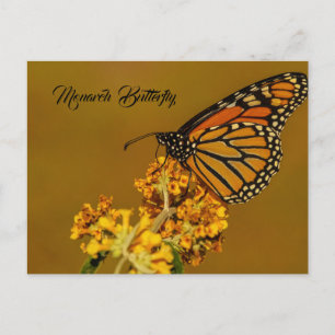 Postkort för Monarch Butterfly Vykort