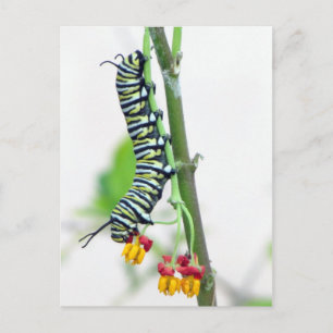 Postkort för Monarch Caterpelare Vykort