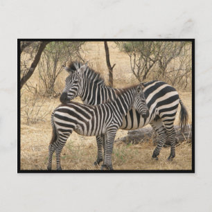 Postkort för mor och Baby Zebra Vykort