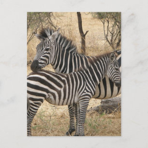 Postkort för mor och Baby Zebra Vykort