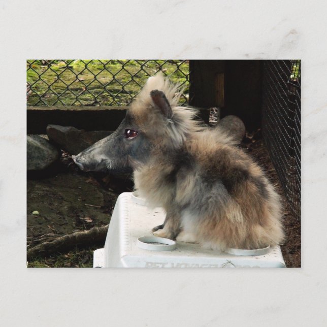 Postkort för nygris vykort (Framsida)