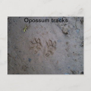 Postkort för opossum-spår vykort