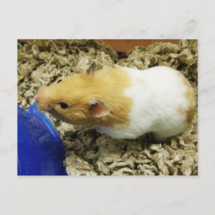 Postkort för orange Shelter Hamster Vykort