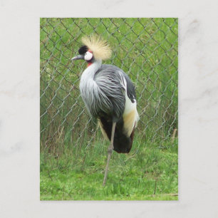 Postkort för öster African Krona Crane Vykort