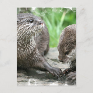 Postkort för Otter Habitat Vykort