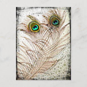 Postkort för peacock Feathers Vykort