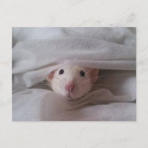Postkort för Peekaboo Råtta Vykort