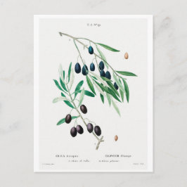 POSTKORT FÖR REDOUTÉ BOTANICAL ILLUSTRATION ’OLIVE VYKORT