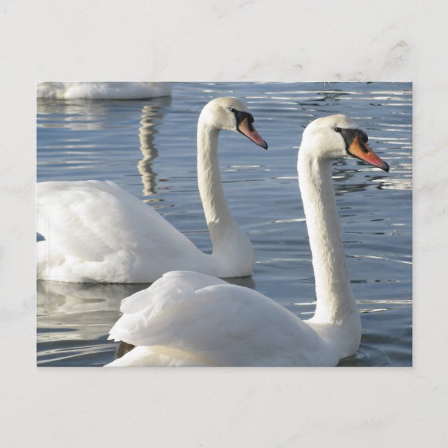 Postkort för reflektioner i svan vykort (Framsida)