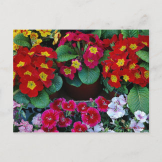 Postkort för resa 4 vykort