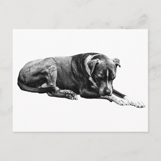 Postkort för resterande Hund Vykort (Framsida)