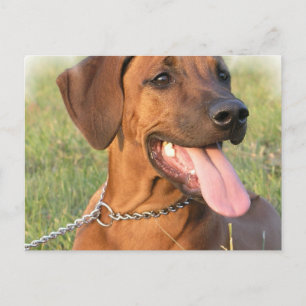Postkort för Rhodesian Ridgeback-Rädding Vykort