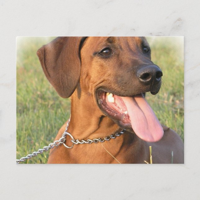 Postkort för Rhodesian Ridgeback-Rädding Vykort (Framsida)